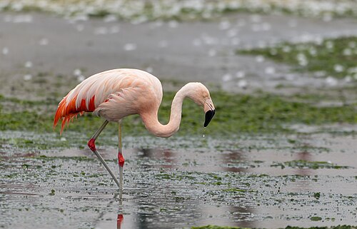 Greater Flamingo