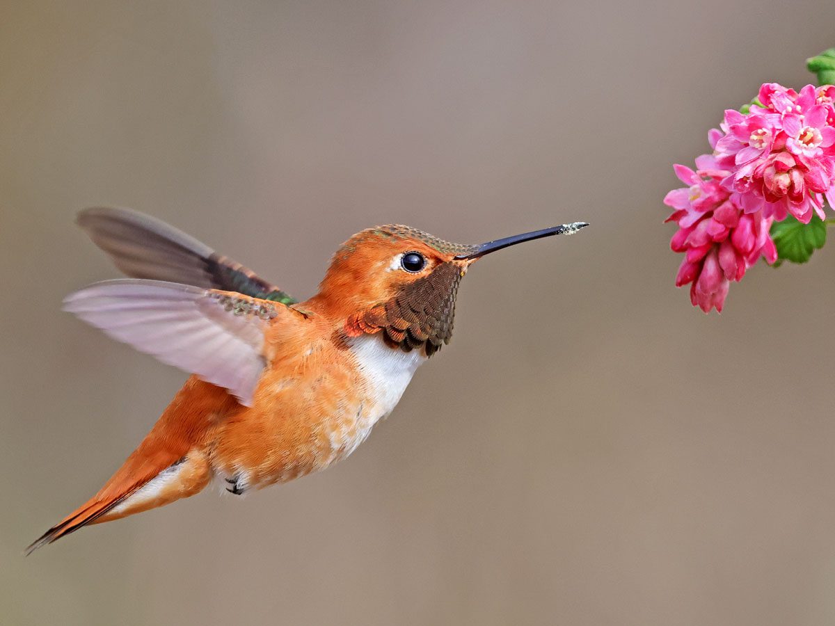 Ruby-throated Hummingbird
