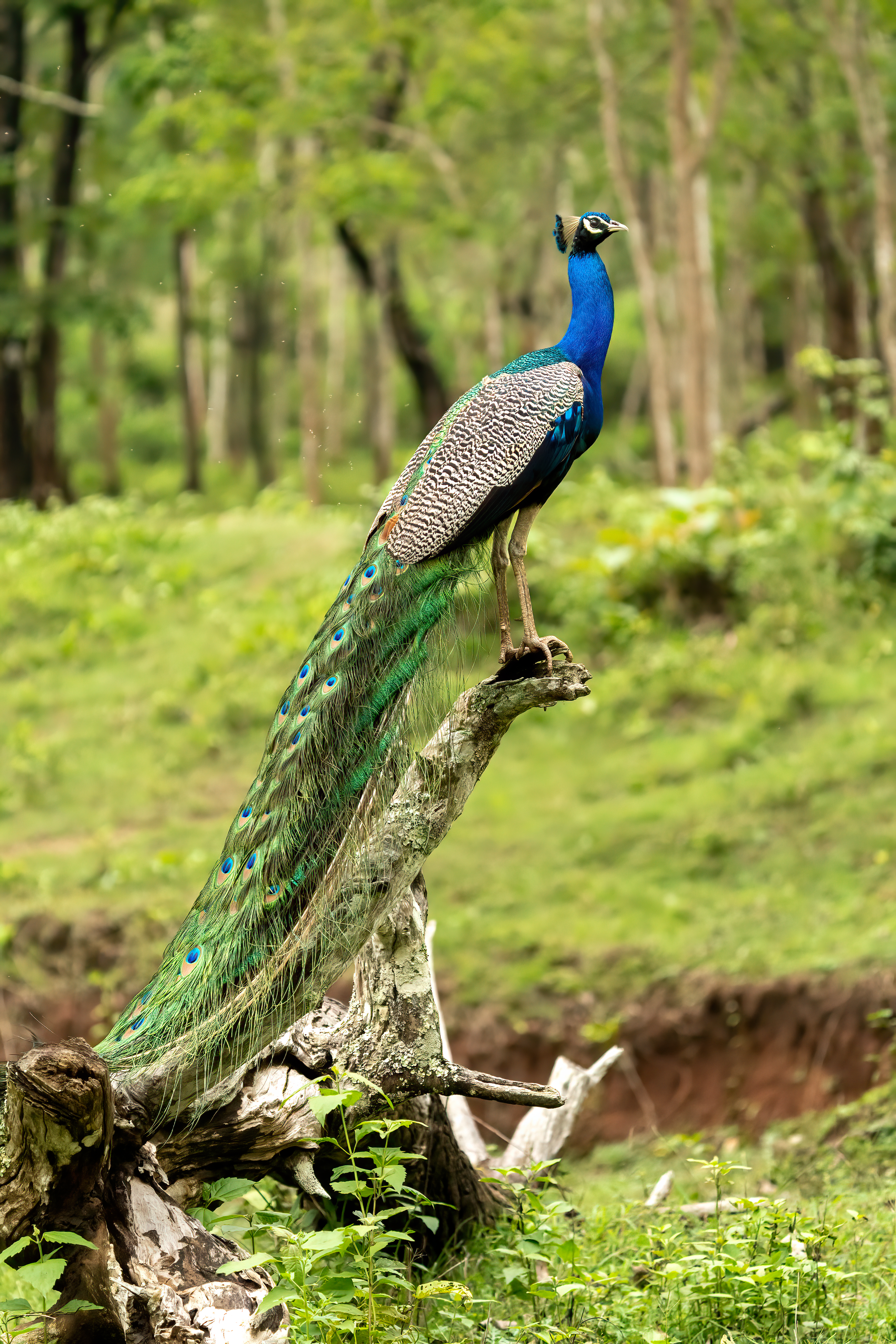Indian Peafowl