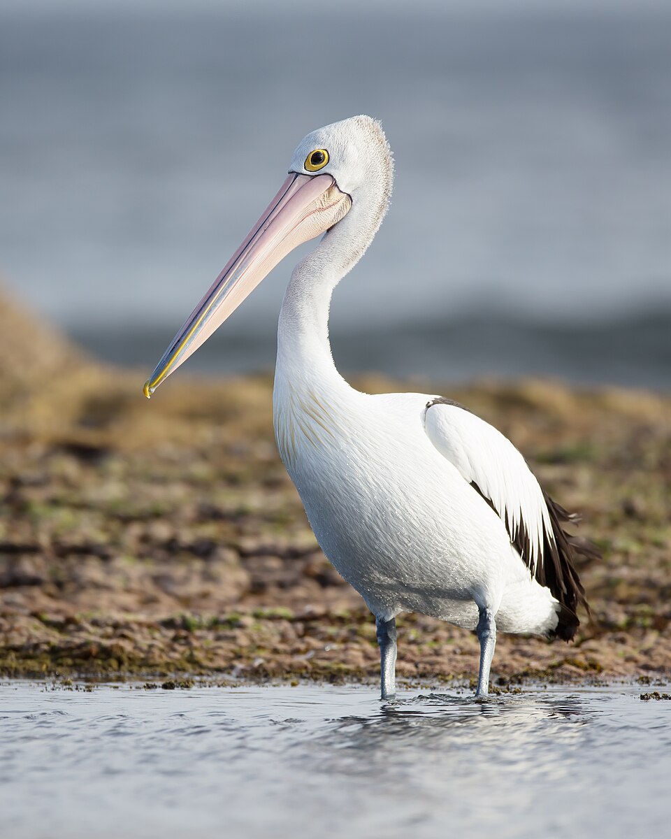 American White Pelican